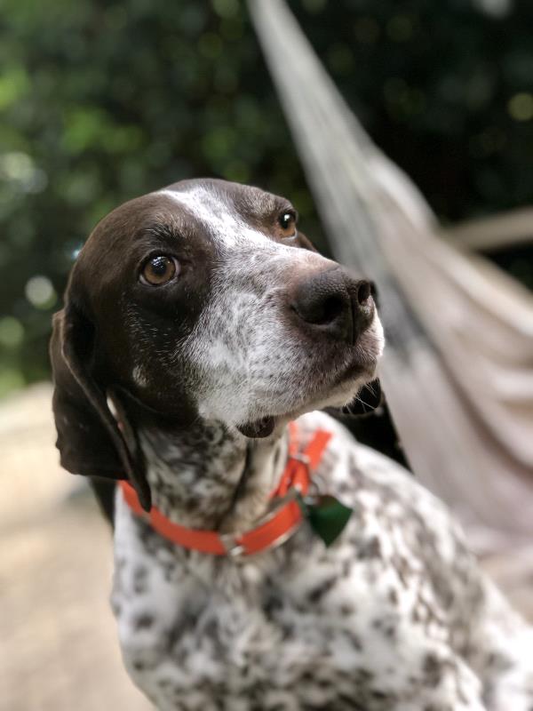 /images/uploads/southeast german shorthaired pointer rescue/segspcalendarcontest2019/entries/11732thumb.jpg